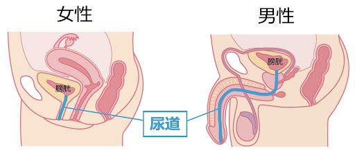 男女の尿道の長さの違いがわかる図解