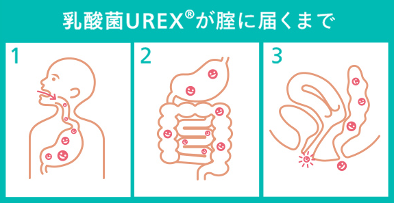 乳酸菌UREXⓇが膣に届くまでの流れ図解