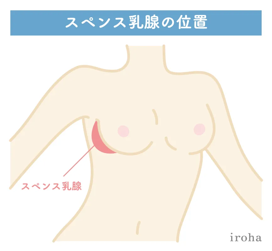 スペンス乳腺_図解