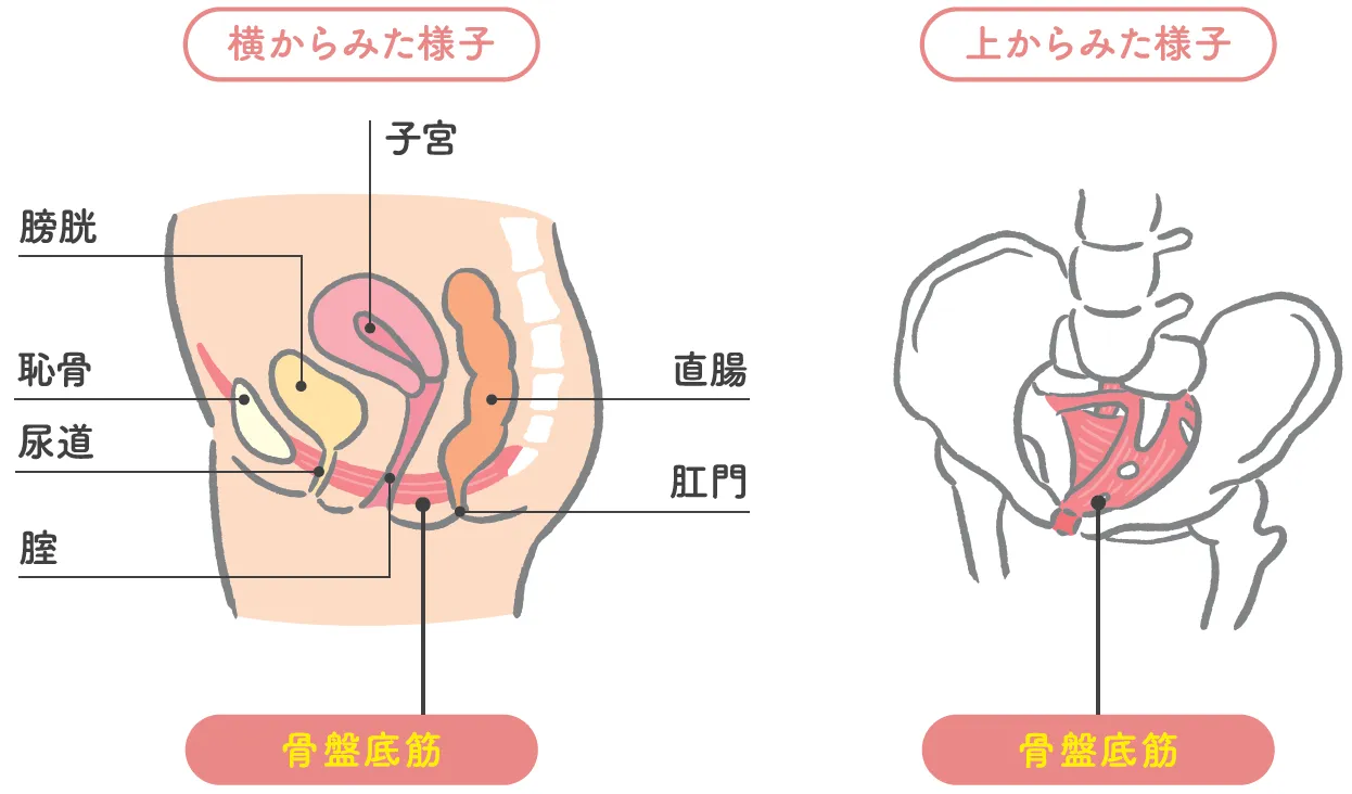 骨盤底筋_図解