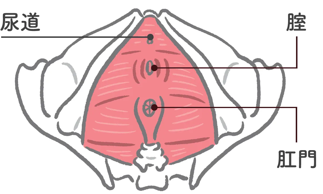 骨盤底筋の位置がわかる図解