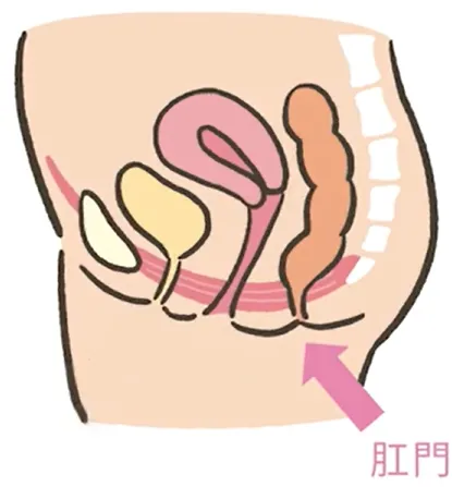 骨盤底筋と肛門の筋肉がわかる図解