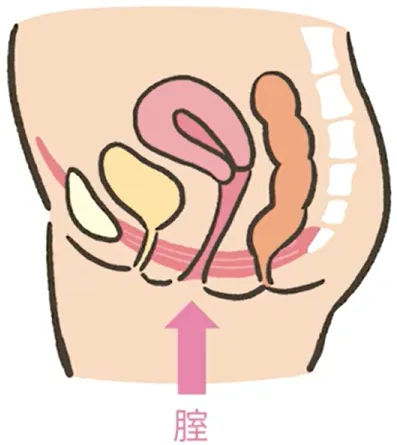 膣を締めるときの図解