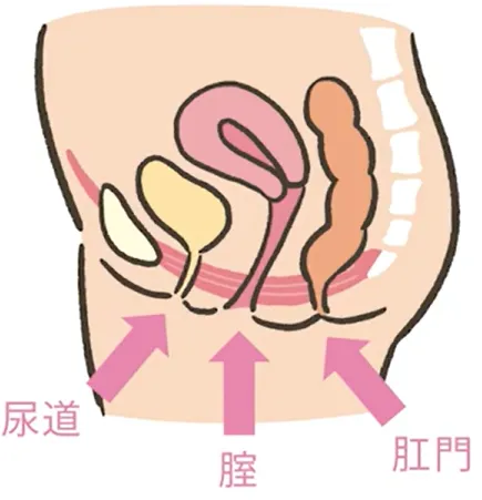 骨盤底筋の筋力が