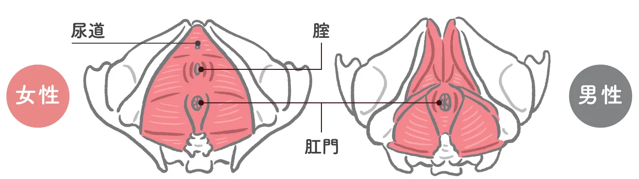 男女で異なる骨盤底筋の画像